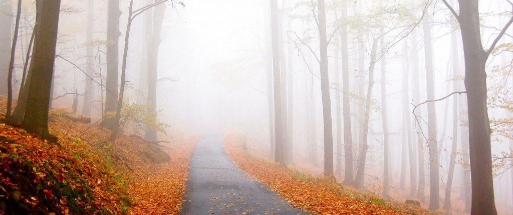 fall fog background